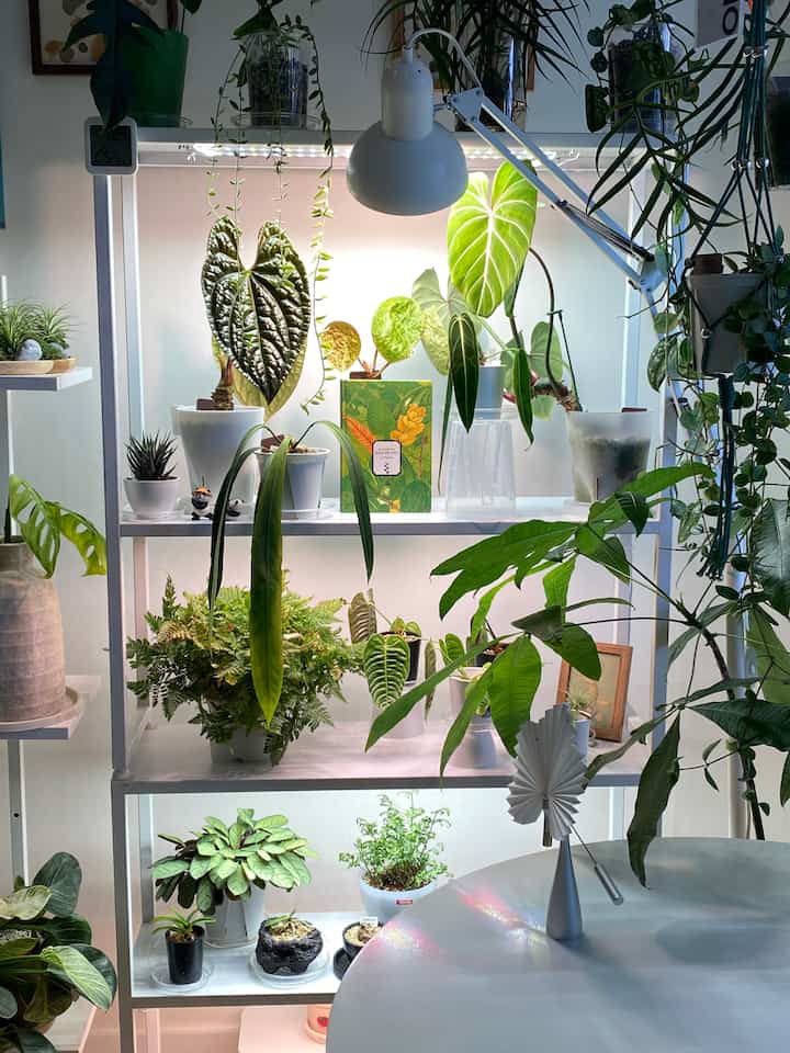 #コンスープ記録集 #きれいなテム最高3

🌿ファブル植物物語

✔️マークマップ緑いっぱいのきれいな植物本

ファヴルの植物を愛する心と
子供たちに話すように愛情を込めて書いた 
【ファブル植物物語】

ファブル昆虫の話では有名です
植物にも愛情が深いとは知らなかった。

本の表紙から緑の葉に囲まれた 
暖かい画風が本を急いで広げた。

植物が生まれる目から始まる
年齢、茎、樹皮、根、葉、花、果実、種までの物語。

植物を育てる植民地家としてとても興味深い話でした。
山の木、花、自然に希望を得る私に 
さらに神が私のテーマだった。

ファヴルが簡単に聞こえる話は 
まるで幼稚園の子供になったかのようにすっぽり吸収された。
植物の精密化と洗練された写真は理解度がすっと上がって
山の中で道を通って向き合う木々ごと、花ごとに適用して通った
植物探検もまさに神様だった💚

その中で一番興味深いテーマは年輪と花。
茎束形成層がなければ年齢が生じる。
なければ年齢はありません。
それが今春私が植えて育てたチューリップ、ヒヤシンス、水仙というのも言葉だ🌷

最近はきれいな桜、梅、アプリコットも
がん手術が花一本に一緒にある雌雄揃った花であることも
もっと知ってみるともっと楽しかったです🌸

私の植物と一緒に暮らす
もっと詳しく知っていくとこんなに面白いことができる。
知ってみるともっと不思議な植物の世界だ。

植物の人生が私たちの人生と変わらないことを見ました。
ファヴルがどのように植物に関心と愛情があったかを見た。
子供から大人まで誰にでも簡単に近づけることができるように 
丁寧に解いて話してくれるその心も本当にありがとうございました。

植物は樹皮から木材、果実に至るまで 
模造人にあえてあげながらも、色づく方法はありません。 
家の梁、家具、本、新聞、コルク栓、ゴム、香水、薬品、布、楽器。
数え切れないほど多くのものが植物から来ました。植物は金持ちでも貧しい人でも問わず自分の体を出してくれます。  p.115
。
。
。
＃植物植物の物語 