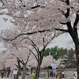 열심히 공부하고 시험본후 남편이랑 경주로 평일에 놀러다녀왔어요
벚꽃이 이렇게 많이 폈을거란 생각을 전혀 안했는데 보고 너무 놀랐어요! 
확실히 벚꽃시즌이라 평일인데도 사람이 진짜 많더라구요😂
그래도 벚꽃한가득 보고오니 너무 좋더라구요🌸💖
#경주여행 #벚꽃 #벚꽃구경 #여행 #봄맞이 #봄여행 