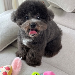 멍초딩들 예뻐헤주셔서 견생샷 또 올려봅니다아🫢
월요팅!!🍎🐾🐶
#소통 #선팔 #맞팔 #강아지와함께사는집 #푸들 
