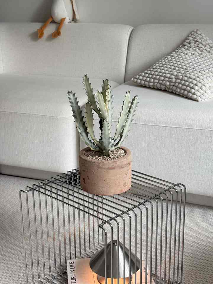 今日4月5日に植木日なので、きれいな植物紹介します😇

ティエラサボテンサポーターズ4期で活動することになりましたが、
最初に紹介する植物は、ネーム名から白の幽霊サボテンにあふれてかわいいホワイトゴーストサボテンですよ👻👻
ヴィンテージ土粉に植えつけましたが、とてもきれいです☺️

ホワイトゴーストサボテンを見てすぐにとてもきれいだと思いましたが、
ホワイトカラーボディを持っていて光をよく受ければ生長店が開かれる先端はピンクカラーで染まる魅力的な子ですよ🌵

名前は白いゴーストサボテンです、、、、、👻
私の家のあちこちに出没していますが、本当の白いゴーストのようですか？
私はインテリアが来て、私の家のインテリアを変えたいと思いました。
家にきれいな植物を連れてくるので雰囲気も一味違うといいですね🙌
やはり春には植物なのでしょう！

📍4月作家展
シーズスタジオの新鮮な植木鉢が店舗に入荷しました。 
トライバルパターンが象徴的な技法で手でひとつひとつ刻み込んだ所蔵価値のある国内産ハンドメイド土粉で、きれいでしたよ☺️ 
4月ティエラサボテン店で会いましょう🌵

＃コンスープ記録集 
＃植物ショット＃弘大植木鉢＃植物集
#ホームスタグラム 