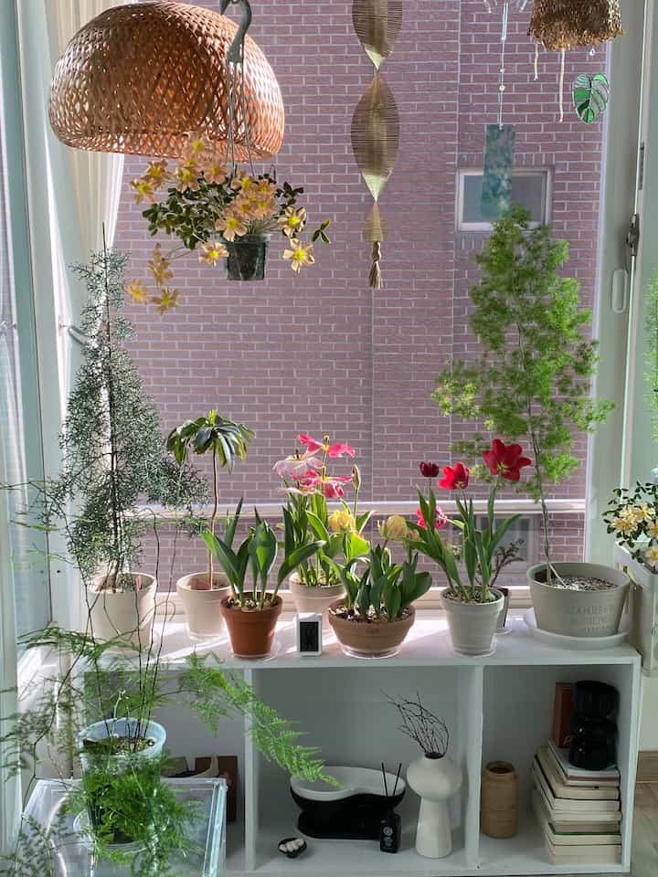 #ベランダ

チューリップガーデン🌷🌿

今年植えられたチューリップです。

#フレミングピュリシマ
#ヘレンバルスターレッドチューリップ
#あけぼの黄色いチューリップ

まだ咲いていない＃ノビサン＃バンエイクチューリップ
製作年に植えた球根を再び植えました。 
今年は花を見せないでしょう🤭

今年のチューリップの中で最も最愛のアケボノイエローチューリップ！
小人として短く出てきたけど 
本当に美しいです💛
。
。
。
＃植物＃植民地時代＃プランテーション#ホームガードニング 