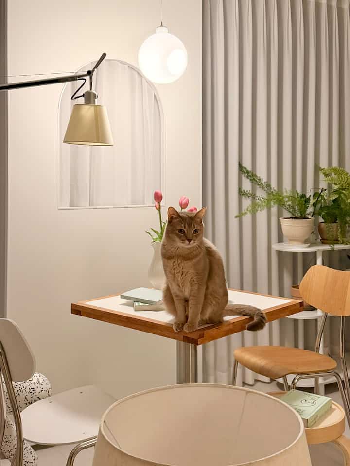 スツールまで到着したカフェゾン空間。🤍

明日が誕生日だから何を買うか悩んでいるが、特に気づいていないのでウィッシュだった照明決済しました。 🤭

すでに照明は多いのですが、、集順は照明欲が終わりがありません。🤣

新しい照明を楽しみにしてください。🤎


＃リビングルーム＃リビングルームインテリア＃リビングルーム＃カフェゾーン＃テーブル＃カフェ＃ソダムギャラリー＃アルテミデ照明＃照明レストラン＃カフェ＃パーティション＃スペース分離＃カーテン＃アムホーム＃棚＃植物棚＃椅子＃ラジルーム＃照明＃猫＃調和＃チューリップ調和＃モダンハウス＃コミュニケーション＃ 

