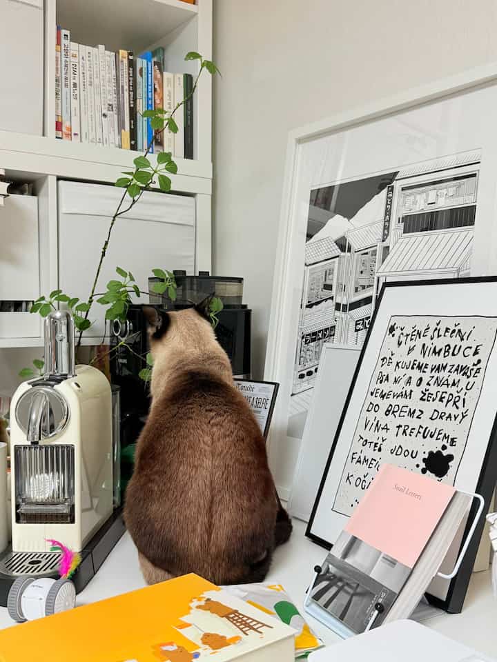 #今日の私の家
シャム猫がルナの後輩の仕方… 
💬何のためですか？

＃猫の家の家＃コンスープ記録集＃リビングキッチンインテリア＃リビングキッチン＃アパートインテリア＃構築インテリア＃IKEA
