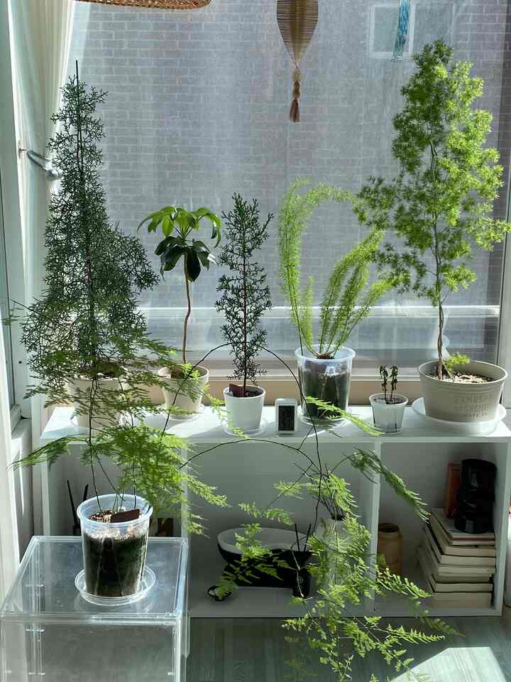 ＃コンスープ記録集＃インテリアノウハウ1

花のある場所に残った緑の饗宴🌿

ボンベランダに緑がいっぱいです。
ほぼ夏レベルの日差しです✨

緑いっぱいのベランダインテリアノウハウ
📌アスパラガスを配置する
アスパラガスナヌス
アスパラガスメイリー
アスパラガスミリオクラドス

緑緑の春を感じてください🌱
。
。
。
＃植物＃植民地時代＃フランテリア＃フランテリア小道具＃植物インテリア＃植物デコ＃ホームスタイリング＃ホームデコ＃ホームインテリア＃インテリア＃家の装飾＃ウッドモービル＃竹モービル＃ベランダ飾り＃ユルマ＃サイプラス＃花瓶＃ラタンガット＃ガードニング＃ミリオクラドス＃アスパラガスナヌス 