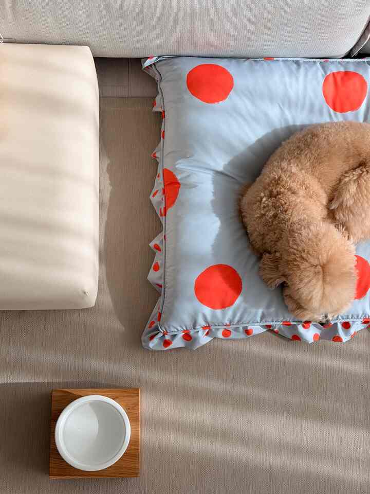 ベージュのカーペット上に赤いドット模様の青いペットクッションと寝ている茶色の犬、そのそばに白いフードボウルが置かれた空間