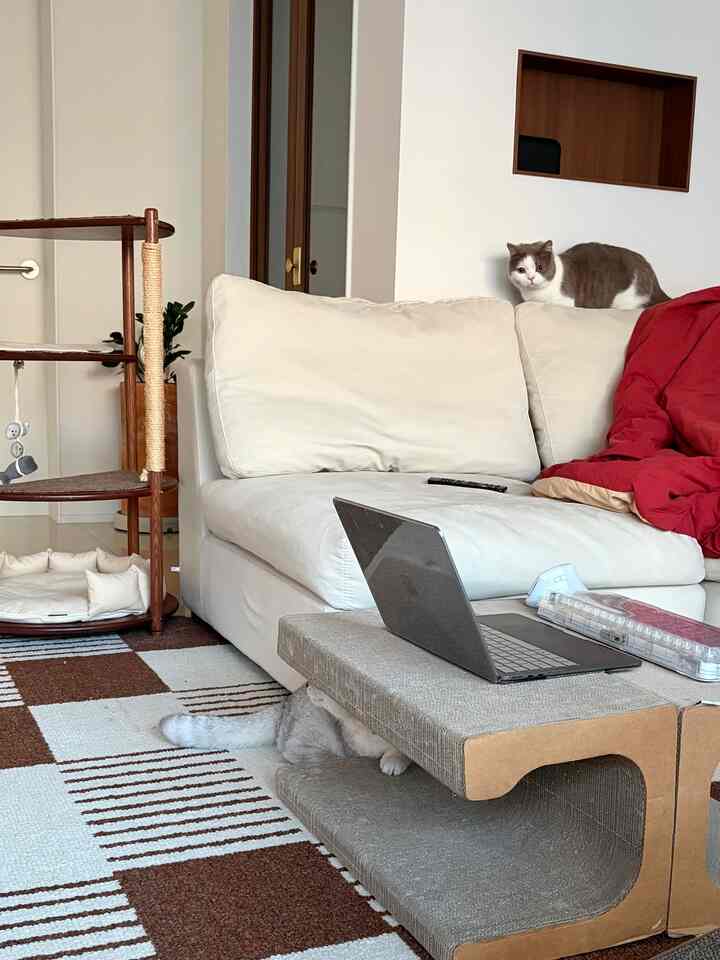 白と茶色のトーンのリビング、ソファとキャットタワー、ノートパソコンが置かれたコーヒーテーブルが配置された落ち着いた空間