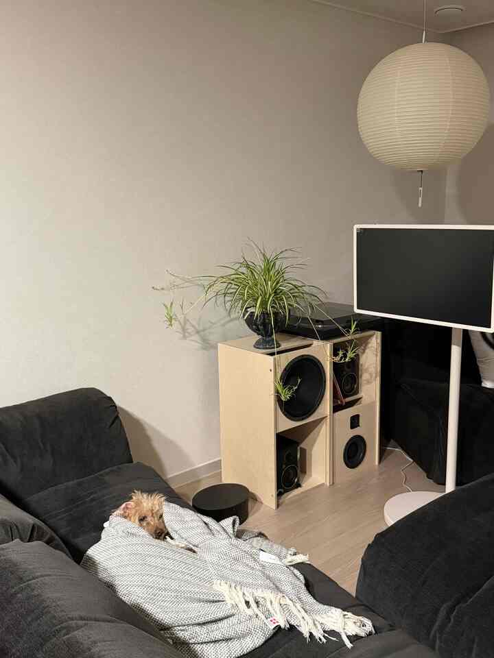 白い壁と黒いソファが配されたリビング、小さな犬がブランケットの中でくつろいでいる雰囲気のあるインテリア