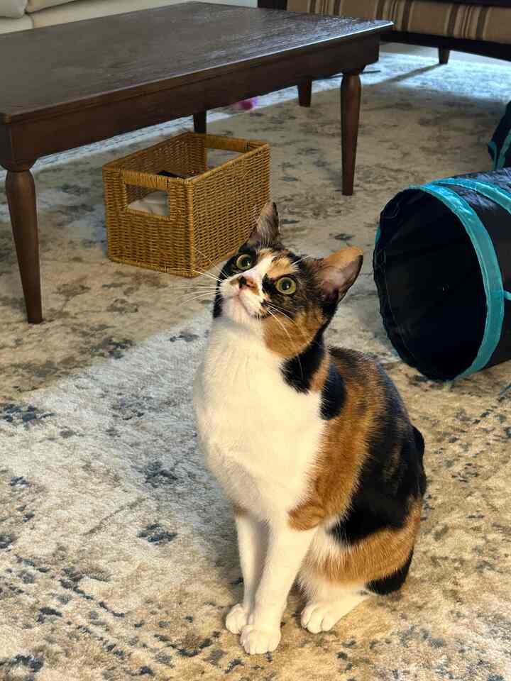 ベージュのカーペットに座る三毛猫と木製脚のコーヒーテーブルが配置された、自然で暖かな雰囲気のリビング
