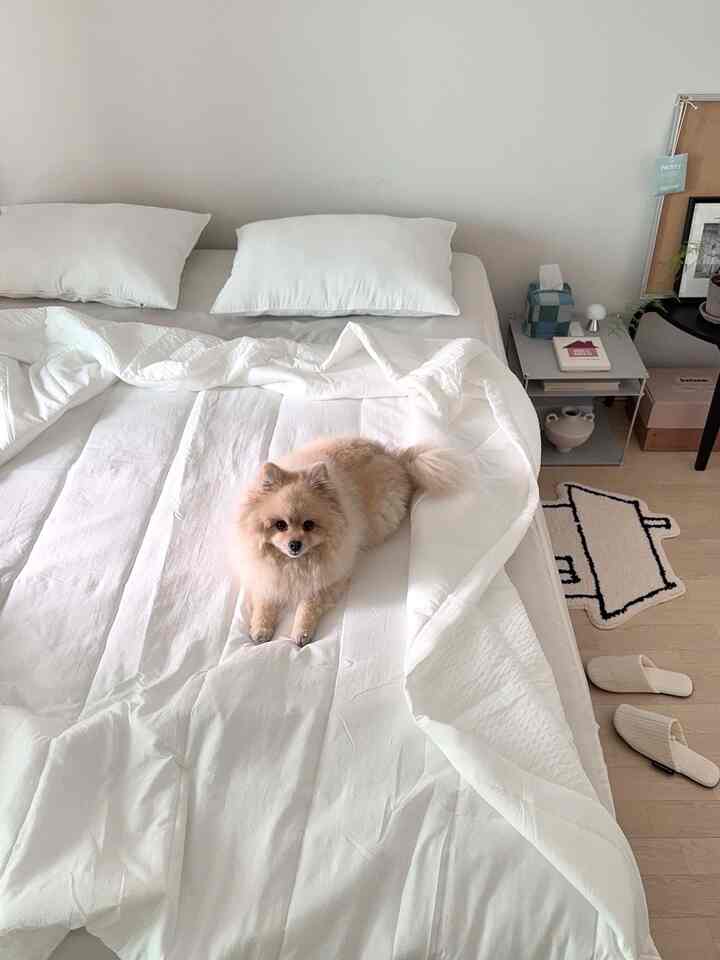 ピッケンドの「真夏の涼しい豆腐とシアサーカーの羽毛布団セット」で、じっくりと夏の準備中。

ピュアなホワイトカラーにリバーシブルデザインで片方は柔らかい豆腐生地、もう一方はシアサーカラの状況に合わせて書き換えていいですよ🤍

特にシアサーカー面は体にくっつかず、覆っていても苦しくなく快適な感じ❄️

軽い厚み感なのに体をやさしく包んでくれて寝るとずっと涼しくて快適でしたよ😴

夏に使いやすい布団をお探しならピッケンドシアサーカー布団お勧めです🌬️

＃私たちの家の追求＃ミニマルなインテリア＃ピクケンド＃夏の布団＃シアーサーカーの布団＃シアーサーカー＃夏の布団のおすすめ＃夏の布団のセット＃リバーシブルの布団＃寝室のインテリア＃寝室の装飾＃家の装飾＃部屋の飾り＃イシラメゾン＃ルームシューズ＃ルームシューズおすすめ＃寝具セット＃寝具インテリア＃寝具おすすめ＃寝具スタイリング＃寝具セットおすすめ＃ホワイト寝具

