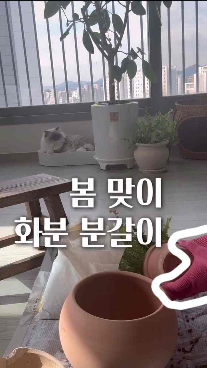 ＃インテリアノウハウ＃コンスープ記録集 

インテリアの完成は結局ディテールな管理から来ますからね。 🌱

やや冷たく見える無彩色空間に
活気を吹き込む最も簡単な方法はやはり植物のようです。
植物の大きさに合わない鉢植えは、空間の比例感を壊したりして、
ふくらんで育ったシダのために一つの大きさの大きな土分に分娩がしてくれました。

今日の日差しがとても好きで、ブンガルに没頭した時間。 ☀️
繊細なシダの葉が私たちの家のムードと本当によく合います。 ✨

＃ガードニング＃シダを育てる＃インテリア記録＃家を飾る＃カイチョイログ＃プランテリア＃ワームモダン＃土分おすすめ＃鉢植え 
＃家畜の趣味 
#リビング 