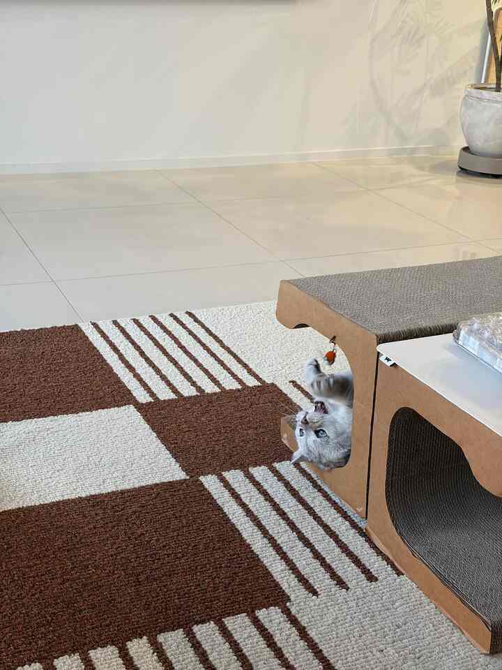 執事の執道 
猫化しているリビングルーム🐱

猫の好奇心を刺激する方法の1つ
家具の配置を変えると言った。

だから、ウールレンギョウとシャクナゲ
いつも新しい空間のようにナビゲーションモード！ 

配置だけを少し変えただけなのに
息吹もまた人気スポットとなり、
キャットタワー銅線も新しくリセットされた感じ〜 

猫と一緒に住んでいる家
やっぱり人より猫が先に適応していると思います😂


＃コンスープ記録集#ピラースクラッチャー 