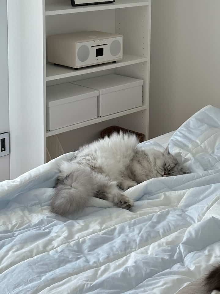 白とナチュラルカラーの寝室、書棚とベッドの上で安らかに寝る猫がいる落ち着いた雰囲気のインテリア