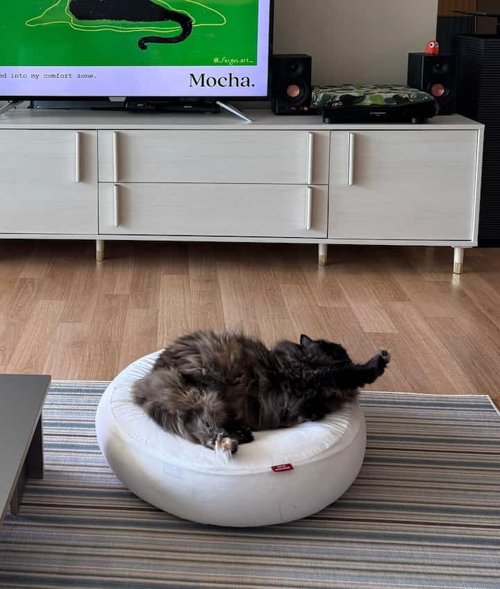 白い家具と茶色の床が調和したリビング、白いクッションの上で黒猫がくつろいでいる雰囲気のあるインテリア