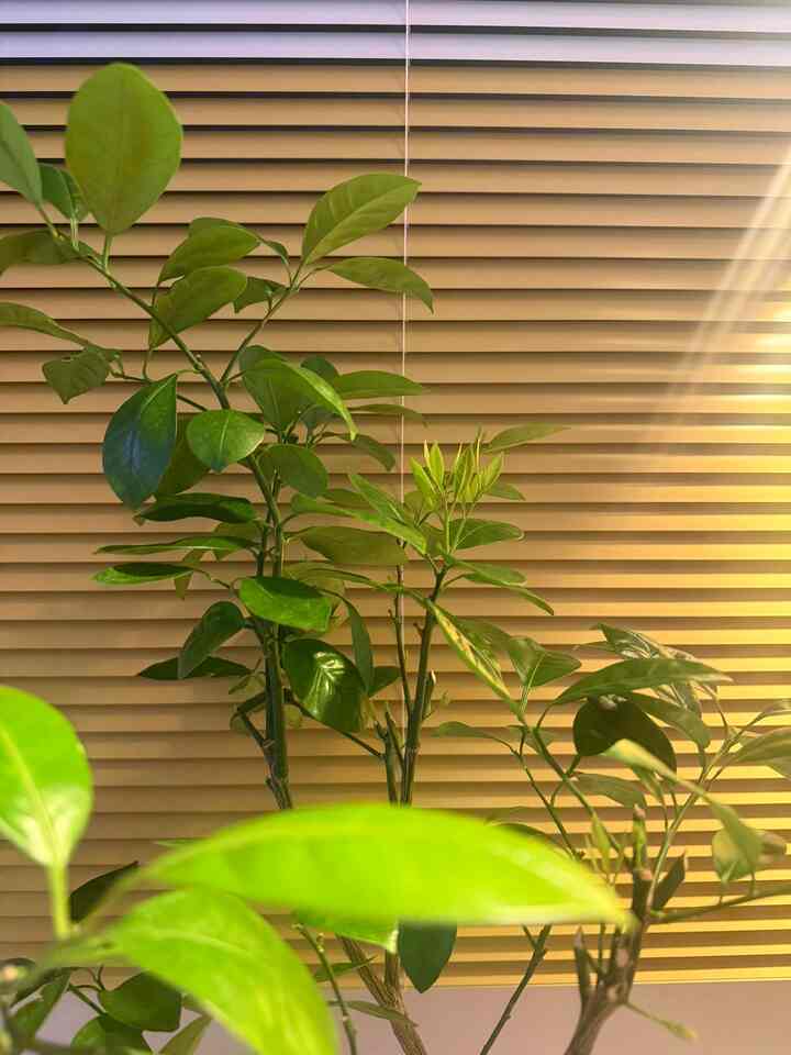 今日は日程があって遅い夜になってこそ家に入ってきました。
洗って出て愚かなので家の中を望むよりがふと発見したユジュの木 🌱

数日の間に芽が一つ二つ上がっていました。
最近精神なく過ごすために植物たちの管理もきちんとできていなかったのに、
黙々と自分の席で綺麗に育てている様子を見ると、まさに心が夢中になりました。

忙しい一日の終わりに小さな緑があげる 🍃
植物は本当に存在だけでも家の雰囲気を暖かくしてくれるようです。

今日の家＃感性集＃今日の家屋＃ホームライフ＃コンスープ記録集 