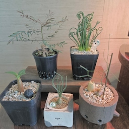 작고 귀여운 오브제 화분으로 꾸민 힐링 플랜테리어 🌿
괴근식물과 미니 다육이를 캐릭터 화분에 담아봤어요.
조명 아래 두니 작은 숲 같은 분위기가 나서 볼 때마다 힐링됩니다 
#플랜테리어 #식집사 #화분인테리어 #오브제화분 #감성화분 #세라믹화분 #캐릭터화분 #미니화분 #괴근식물 #다육이 #희귀식물 #홈카페인테리어 #우드인테리어 #오늘의집 #집꾸미기 #인테리어소품 #감성인테리어 #콘스프기록집 #예쁜템최고야 #서이추