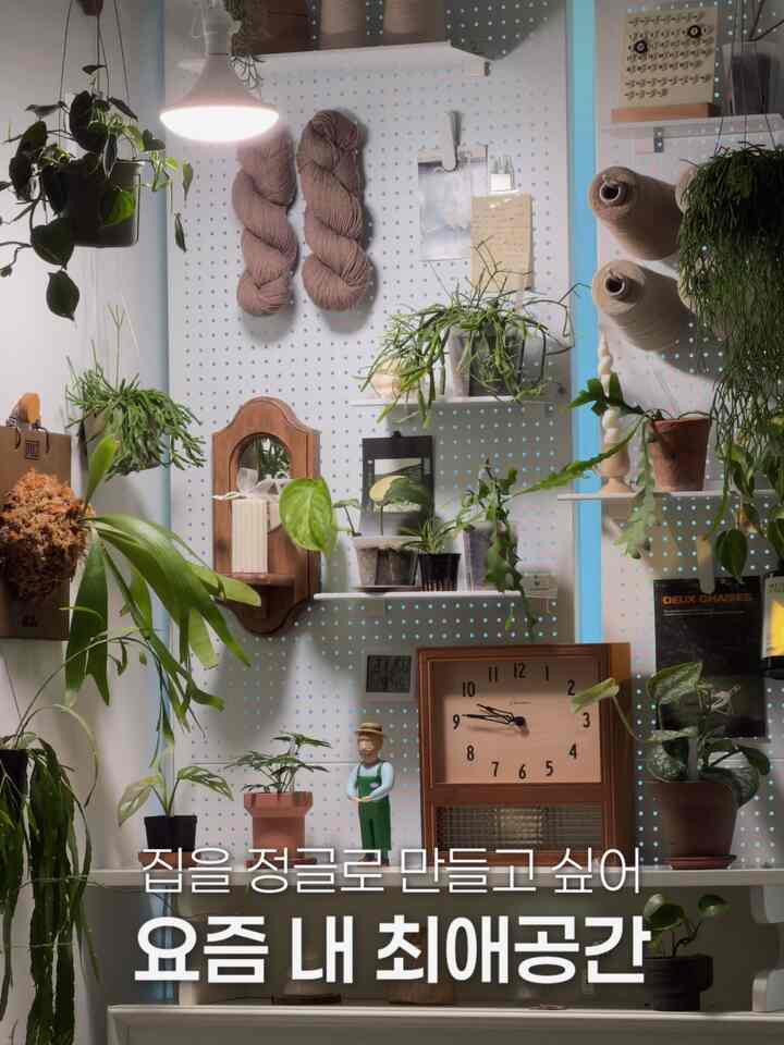 家をジャングルにしています🌿

空の壁面に一つずつ座っていく
私の家の緑はこれらの日がとても好きです。

コウモリとは首輪作も最初は怖かった。
今は一番大切な子になりました。

アンスリウムゾーンは毎日覗いています。
リップサリスルビーは手形がとてもきれいでした
ちょっとぼやけて見つめる時間ができました😌

植物を持ちながら家にいる時間
本当に良くなったという言葉、今は理解しています。

ジャングルになるその日まで現在進行中🌱

＃コンスープの記録
