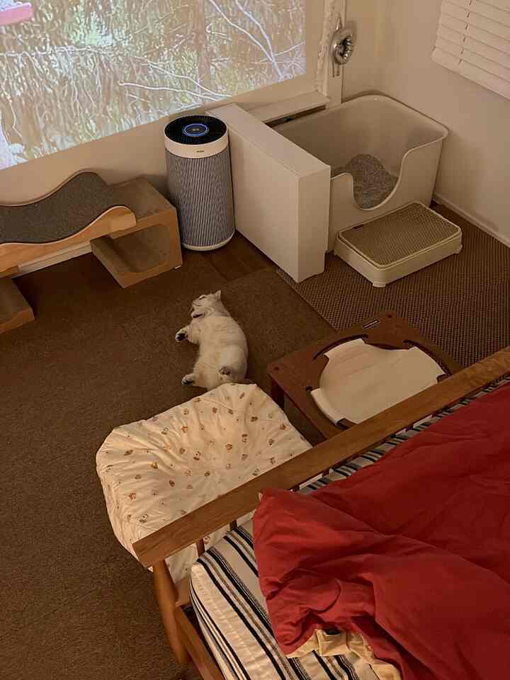 猫と寝ている寝室

実は誰でもよく眠る 
猫兄弟😖


＃コーンスープ記録集 

