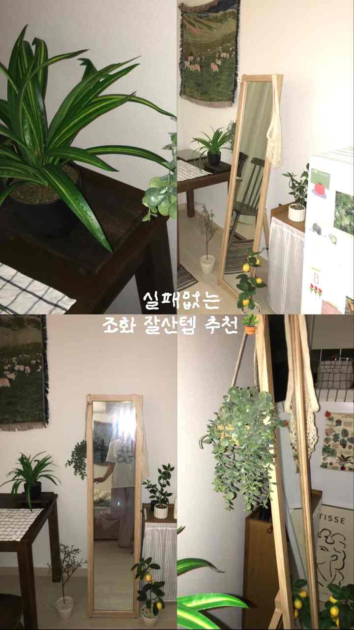 🪴私のお金の耐性の偽の植物の推奨事項🪴

植物を育てるのは難しいことではありません。 .🫧
植執事になりたいのですが、時々食竹師になります🥹
しかし、プランテリアはやりたいです。
---そんなときにおすすめの柿のような調和よくサンテム醜い来る！ 🤍

緑緑の植物だけをいくつか置いても部屋の雰囲気が完全に変わるもの
姉妹の目私たちのお母さんもちらつきのような調和のおかげで
私の部屋は偽植物の部屋になりました。 。 

Ps。執事の方々は本当に尊敬しています。 .ᐢ₎


#月光ホーム #N年目使用中 #ftc24期 #フランテリア #グッドサンテム #おすすめテム #跡 #ワンルームインテリア #幸福住宅 