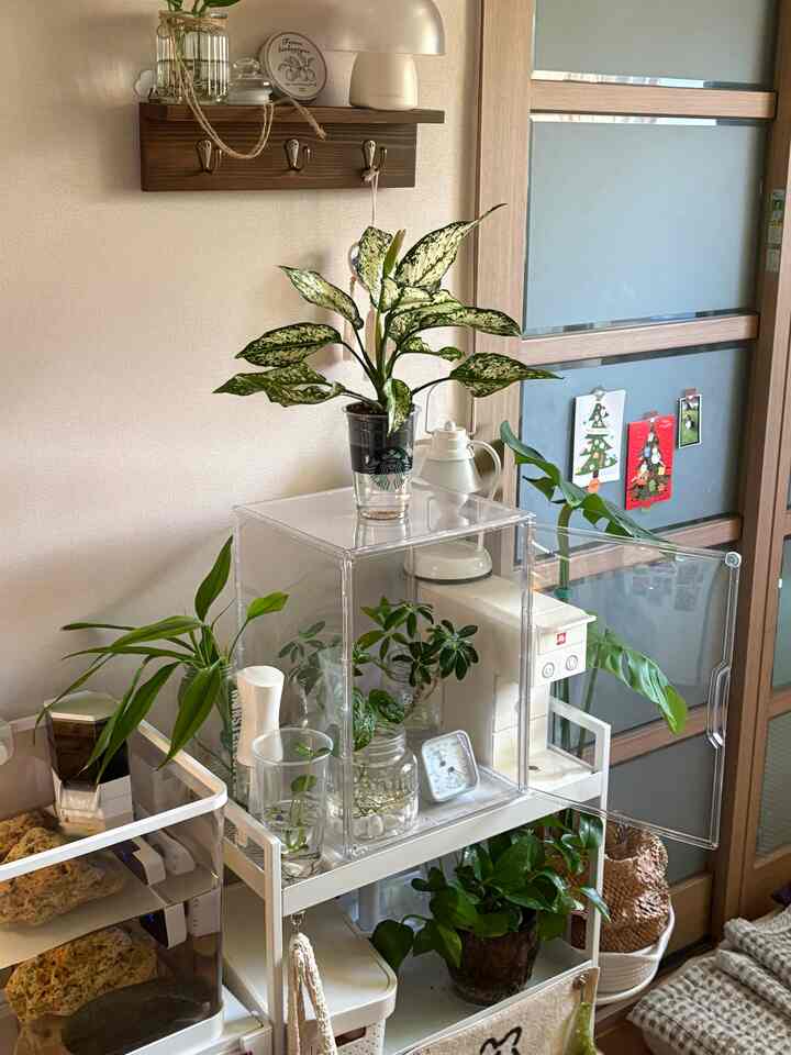  #원룸꾸미기 #식집사 #식물인테리어 

ワンルームの片方の壁面に設けた半水生カメ（マケ）の家の横に緑の空間を飾っています。

ベージュウッドトーンでいっぱいの家にヴィンテージウッドとグリーンで生気を加えていますよ！ 

北西郷地は年だけ入ってくる家なので、半音地の植物だけで育てていますが、まだ初心者の植民地なので、水耕栽培が土より少し簡単なようです☁️ 

