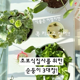 순둥해+무해해 :)
#현명한소비 1 #콘수프기록집 #식집사 #식집사일상 #식물키우기 #키우기쉬운식물 #키우기쉬운식물추천 #식물추천 #오늘의가든 #식집사성장기 #맞팔  #초보식집사 #초보식물 #아비스고사리 #코브라아비스 #실버차미 #아이비 #필리아페페 #페페 
예쁜 식물은 키우고 싶은데
우리집에서는 왜 자꾸 죽는거지?? 고민하시는 초보식집사분들께 키워보고 추천하는 순둥이 3대장을 소개합니다💚
