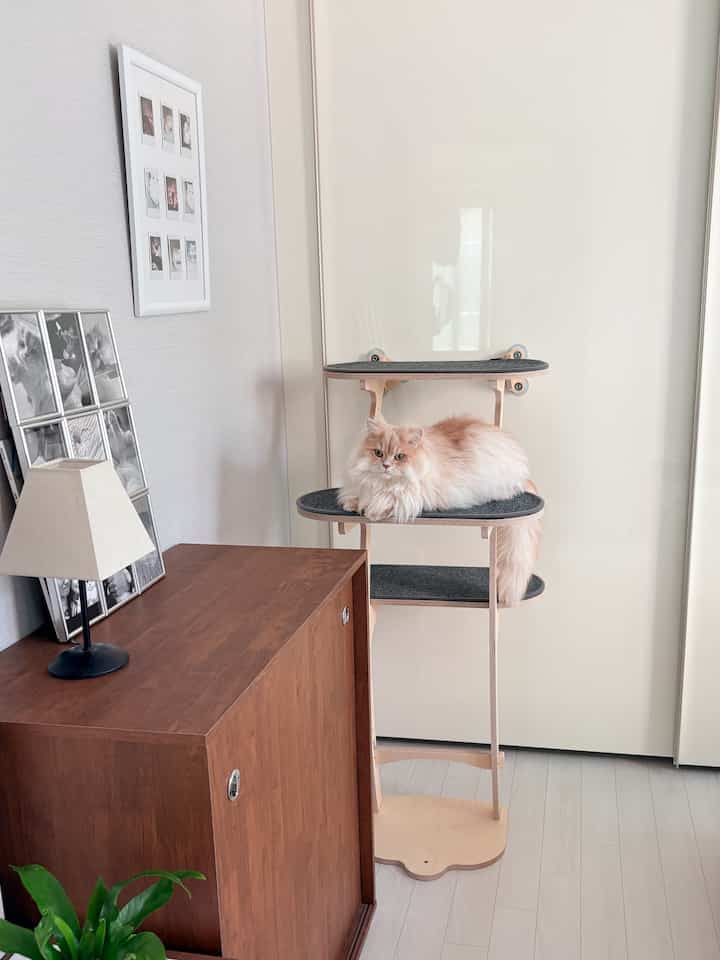 新しい new サブキャットタワー 🐈🪜🤎 

モネロの＜妙文キャットタワー＞でサブキャットタワー当選！
私のように狭い家に住む猫の執事
かさばる猫の家具はいつも負担でしょうか？

そんな時は壁や窓に貼って使える
窓付きキャットタワーを購入してください！
スペース占有が少なくてとても満足中！

#コンスープ記録集 #인테리어노하우 #캣타워 #고양이가구 #원목캣타워 #캣타워추천 #모넬로 #반려묘 #고양이가있는집 #펫테리어 #원목가구 