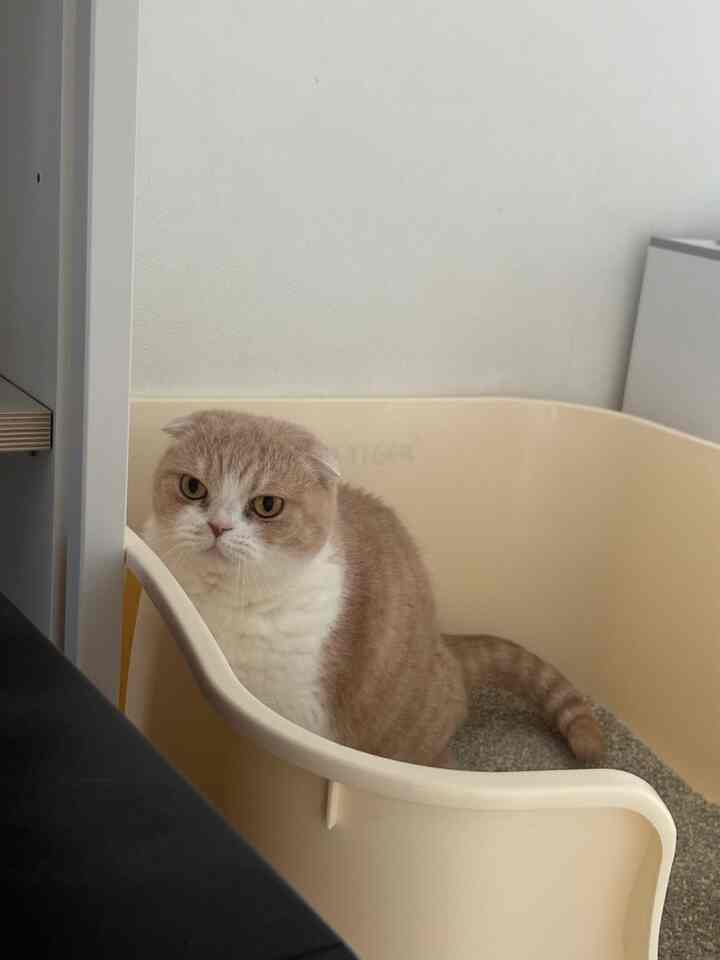 ベージュ色の猫トイレに座っている猫がいるシンプルで清潔感のあるインテリア