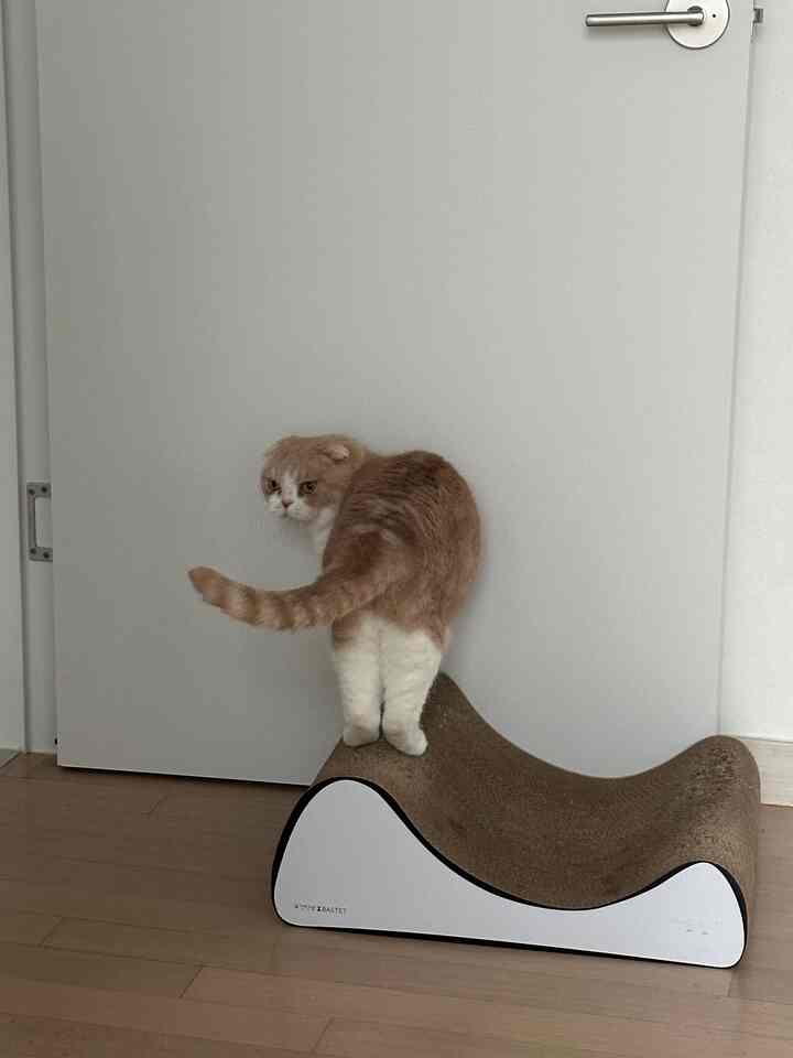 ベージュと白の色調の室内、中央に猫とキャットスクラッチャーが配置された落ち着いた雰囲気のインテリア