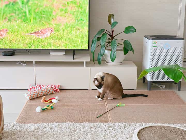 01「猫が好きな映像」
私たちも狩猟遊びㅎㅎ

02体がどこまで増えるの？ 😅

03鳥の声を聞きながら
しばらく見ていた春が :)


＃コンスープ記録集＃今日の私たちの家
＃四季の日記＃日常＃執事日常＃日常記録
#コンスープ記録
＃今日の庭＃猫＃かわいい猫
#猫用品 #猫用品おすすめ #おすすめテム
＃猫の家＃猫の家の家＃リビングルーム
＃猫の遊び場＃ペットの動物＃猫のインテリア 
#LG #エルジ #エルジ家電 #エルジテレビ #リビング
#ftc10話