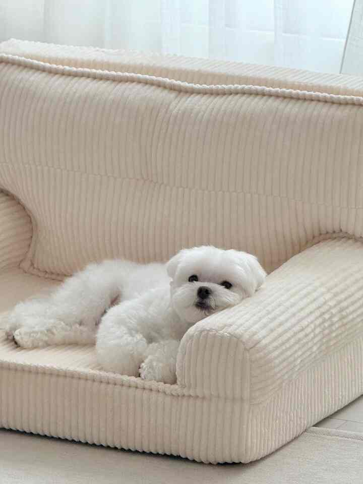 ナチュラルカラーのリビングソファに白い犬がくつろいでいる雰囲気のあるインテリア