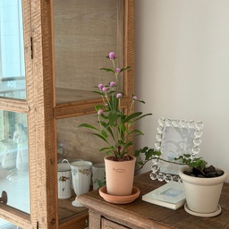 6월을 맞이하며 초록이를 조금 더 들였습니다 🌿
신혼집 이사 두 달 만에
어느새 식물이 스물여덟 개. 🤣
물을 주고,
새 잎을 기다리고,
꽃이 피는 걸 바라보는 시간이
생각보다 큰 행복이 되었습니다 🤍
작은 화분 하나가 집의 분위기를 바꾸고,
초록은 하루를 조금 더 다정하게 만들어주네요.
#신혼집 #식물인테리어 #플랜테리어 #베란다정원 
#식집사 #식물키우기 #그린라이프 #신혼부부 
#비확장베란다 #25평인테리어 #고재가구 
🌼🌿🤍