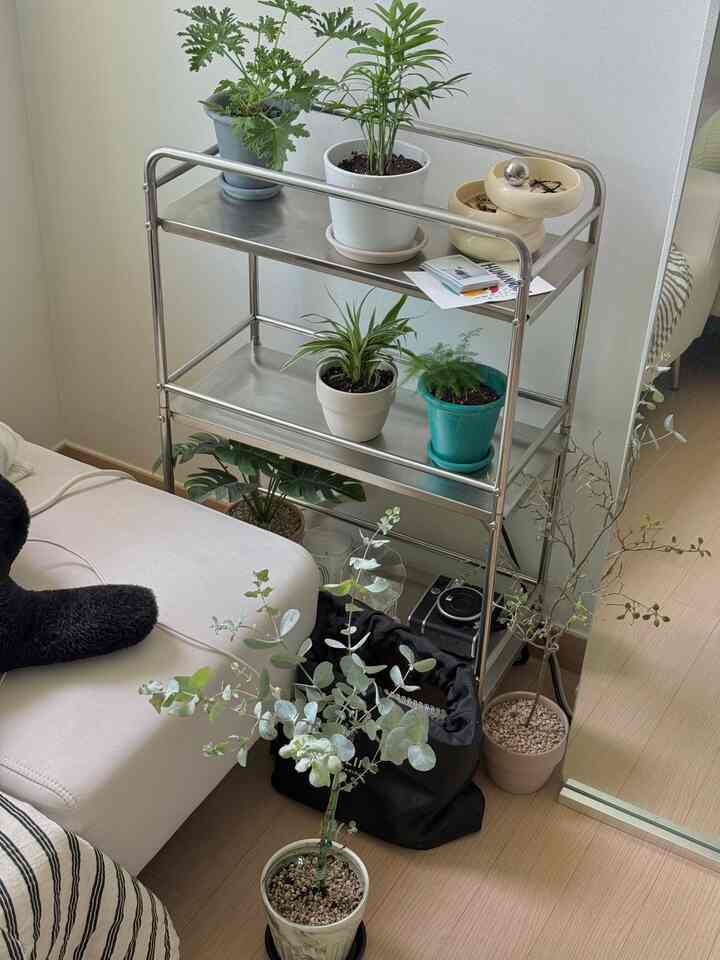 夏の雰囲気水 
式執事挑戦-:)




＃植物＃植物インテリア＃植物日記＃植民地時代＃植物を育てる＃夏の寝具＃夏の日＃植物を育てる＃植栽の成長 


