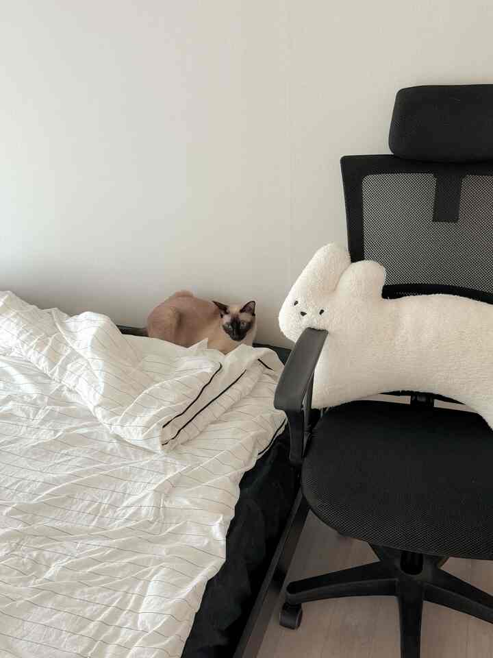 白い壁と黒いオフィスチェアがある狭い寝室、ストライプの寝具の上に猫が座る印象的な空間
