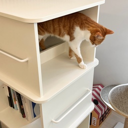 #인테리어노하우 #콘수프기록집 🐱
고양이도 사람도 좋아할 인테리어!
큰 책장을 두면
고양이에게는 캣타워 또는 이동 공간이 되고
집사는 책 등을 수납할 수 있어서 좋더라고요!
#잘산템 #잘샀템 #추천템 #맞팔  #오늘의가든 #오늘의집  #고양이 #고양이가있는집 #캣타워 #캣폴 #고양이장난감 #집사일상 #캣테리어 #펫테리어 #책장 #수납 #책 #독서공간 #거실 #거실인테리어 #화이트인테리어 