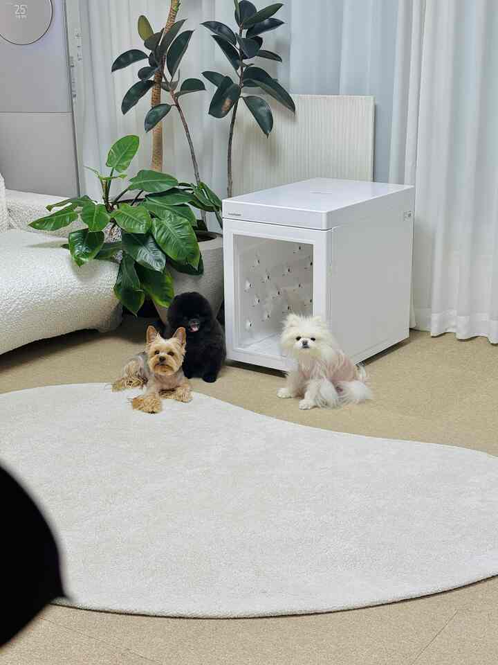 3匹の子犬と一緒に暮らす 
リビングルーム全体に滑り止めマットを敷いておきます 🐾

機能は満足でしたが、ちょっと気持ちよく感じて
ラグでポイントをあげて、
古いソファはカバーをかぶせて雰囲気を変えました🤍

ここに額縁や植物まで加えます。
ずっとふわふわで居心地の良い空間になりましたね。

犬の安全も手に入れ、
私の好きな感性も少しずつ満たしていきます☁️

#今日の家＃ペットナッツは家＃ペットドライヤー＃ペットドライヤー＃子犬と一緒に暮らす家＃リビングラグ＃フレームインテリア 