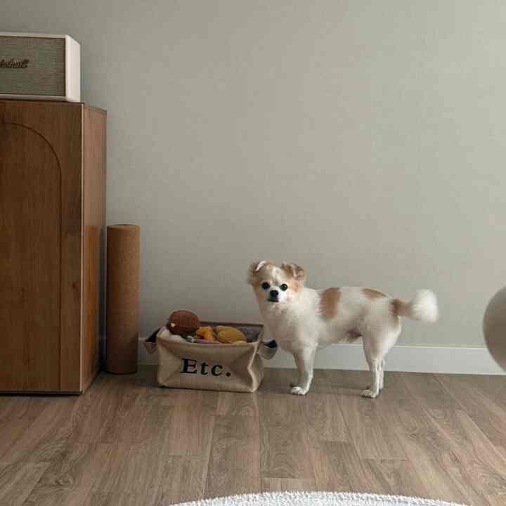 パーソナルカラーウッドの子犬がいる…？ #우드인테리어 #우드 #우드테이블 #러그 #거실인테리어 #거실 #거실꾸미기 