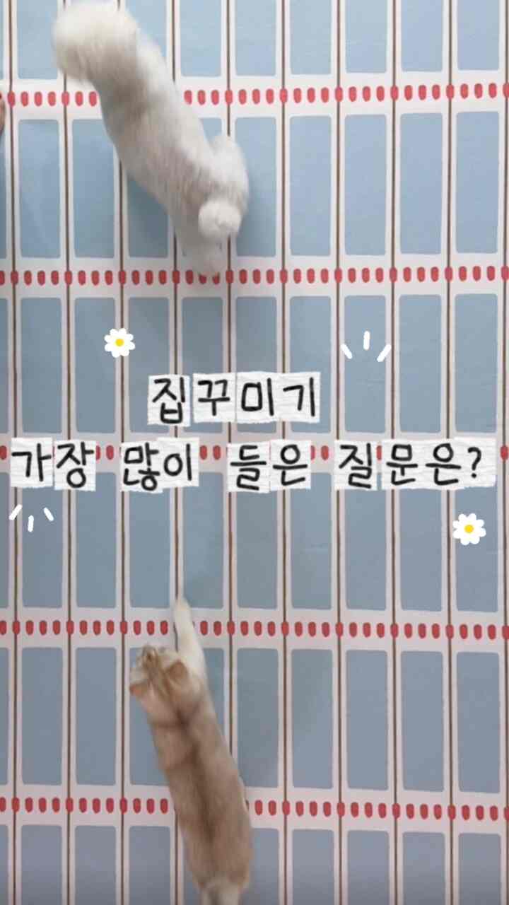 #콘수프기록집 #같이사는집  #컬러풀인테리어 #컬러인테리어 #강아지와함께사는집 #고양이가있는집 #펫테리어 #펫가구 