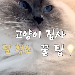 #현명한소비 #콘수프기록집 
털복숭이 친구들 두 마리와 함께 사는 집사🙋🏻‍♀️
24시간 뿜어내는 털과의 전쟁...
그래서 오늘은 제가 N번째 재구매 중인
청소 꿀템 하나 소개해요😉
비싸고 좋은 제품?
솔직히 필요 없더라구요!
제가 구멍 날 때까지 사용하는
코멧 키친 고무장갑🧤
✔️ 털이 한곳에 잘 모여서 청소가 쉬움
✔️ 소파, 러그, 캣타워 구석구석 가능
✔️ 양손으로 슥슥 빠르게 청소 가능
✔️ 5개에 7천 원대 가성비까지👍
고양이 털 때문에 스트레스 받는 집사님들,
이거 왜 안 사세요...?😂
혹시 더 좋은 털 청소템 있으면
댓글로 추천 부탁드려요🤍
#고양이집사 #다묘가정 #쿠팡추천템 #쿠팡템 
#내돈내산 #고양이털청소 #살림꿀팁 #살림템 
#살림노하우 #청소템 #청소꿀팁 #오늘의우리집 
#반려동물 #고양이 #랙돌 #털청소 #청소용품추천 
#코멧 #고무장갑추천 #고무장갑 #청소 #쓰리잘비
#리뷰 #청소정착템 #가성비살림템 #1인소파 
#부클레소파 #고양이스크래쳐 