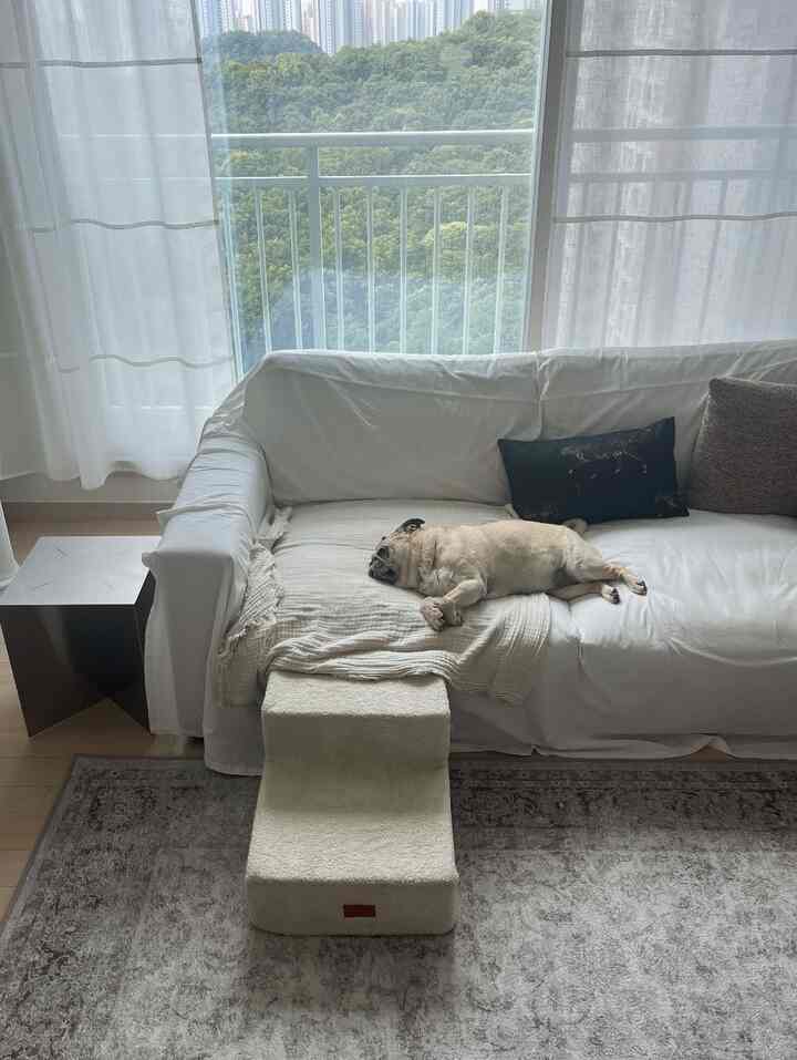 白を基調としたリビングルーム、ソファに寝そべる犬とペットステップが配置された明るく落ち着いた雰囲気のインテリア