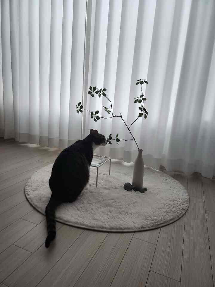 #동양미한스푼

オリエンタル美味しいスプーン🌿

白いカーテンの間に入ってくる柔らかな光、長い一本の茎と端正な花瓶、そして静かに香りを演じる我が家の猫。

過度の装飾の代わりに余白を残し、低い視線の小物だけ軽く加えて東洋的な落ち着きを込めてみました。白いラグの上に花瓶と小さな石を置くと、小さな茶室のような雰囲気が完成しました。

忙しい一日の終わりにこの空間に座っていると、心が一層ゆったりとなります。
今日は私たちの家のリビングルームに東洋美のスプーンをそっと乗せてみました。  #거실인테리어 #미니멀인테리어 #화이트인테리어 #내추럴인테리어 #고양이집사 #플랜테리어 #홈스타일링