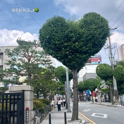 🏷️ 청주 🌳🫶🏻🫶🏻
#청주 #하트 #하트나무 #나무 #아기랑나들이 #아기가있는집 #아기가사는집 #에브리데이카페 #에브리데이피크닉 #에브리데이청주