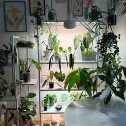 #인테리어노하우 #콘수프기록집 
💚식물에 알맞은 화분과 인테리어🌿
글로리오섬 분갈이를 해줬어요
이친구는 옆으로 길게 자라기때문에
사각화분에 심어주면
수형도 잡기 편해서 예쁘게 자란답니다!
식물 인테리어는 알맞는 화분에 예쁘게 심어주는것도
중요하더라구요😁
오늘도 예쁜 식물 인테리어 해보아요💚
.
.
.
#식물 #식집사 #플랜테리어 #플랜테리어소품 #식물인테리어 #식물데코 #식물선반 #선반 #콘솔 #식물등 #조명 #장스탠드 #스탠드조명 #오메코조명 #오메코 #거실조명 #티테이블 #러그 #홈스타일링 #홈데코 #홈인테리어 #인테리어 #집꾸미기 #식물키우기 #화분 #플라스틱화분 #사각화분 #글로리오섬 