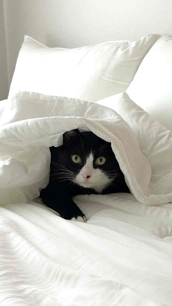 ＃今日の私たちの家＃コンスープ記録集 
猫執事はこんな感じです🐈‍⬛
私は私と同じベッドで寝ているルームメです。
私が寝るとき、私も同じ空間で眠ります。

足を存分に伸ばしたり、姿勢を簡単に変えたりしなくても
一緒にいるこの時間以上幸せです。

＃メイド＃コミュニケーション＃ペットテリア＃猫の執事＃猫の日常
#猫ペット #猫 #交感 #猫キャット棚
＃窓枠棚＃キャット棚＃ベッド＃寝室のインテリア
＃ホワイトインテリアリング＃ホワイトウッド＃ホワイトインテリア
#チャルルカーテン #シフォンカーテン #睡眠 #ホワイトカーテン
＃月照り＃ハンジペーパー＃タキシード猫＃ペーパーライト
＃ハンジライト＃鉢植え＃今日の庭＃植物