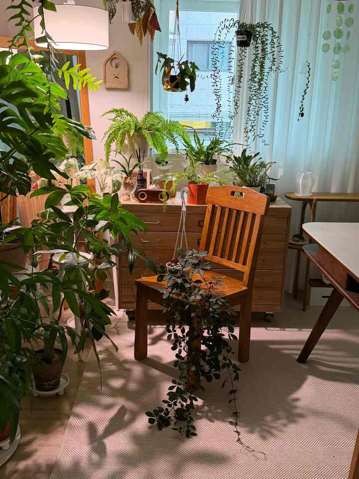 ＃インテリアノウハウ＃コンスープ記録集 

ライン感が美しい高麗ツタハンギングで育てる💚🌿

ハンギングでベランダの窓際で育てている＃高麗ツタを紹介します🪴
ベランダは日焼けしていて 
冬はハゲだったのにこんなに盛り上がった。

初夏には花もいっぱい咲いていてとても可愛くて有りました🤭💚
今はオルマンゾルマンドングルドングルかわいい実が結ばれています。

果実もどれくらい失われたのか、たくさんも開かれたのに落ちて少し残りました。
水やりがとても綺麗で花美貌の写真をパチパチ！

ハンギングで育てて下に伸びるライン感が芸術です。
ハンギング植物をお探しの場合は、
。
。
。

＃植物＃植民地時代＃プランテーション＃ハングインプラント 