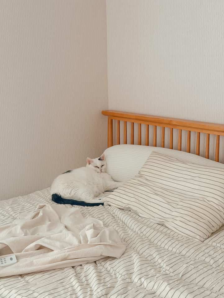 最近最も使われる家に行かなければならないキルト！
ふわふわの布団にはまらず、涼しくて毎年夏ごとに使いすぎている✌️


＃猫の家のバスケット＃猫布団＃猫＃猫の家＃猫の家＃猫のインテリア＃猫の家 
