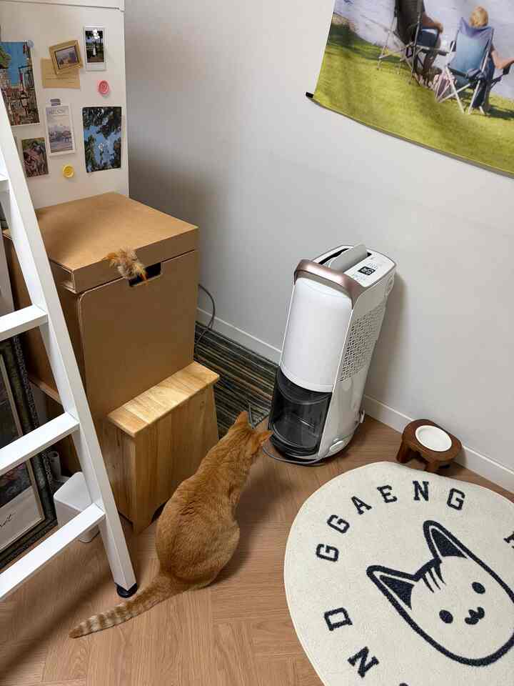 とても湿ったので除湿機を回しました！
来週から梅雨だが…
白なのですっきりとしたハンドル部分はローズゴールドの色です。下部に線を整理する溝もあり、あちこち移して使用し、片側に収納しておくのも楽です。

不思議なのか、私は座っていて見物をしていました。

＃プリティテム最高屋＃除湿機＃コンスープ記録集＃猫＃執事＃夏＃夏の準備＃梅雨コントラスト＃湿気除去＃ペットテリア＃バンカーベッド＃バンカーベッドインテリア＃バンカーベッドの飾り 