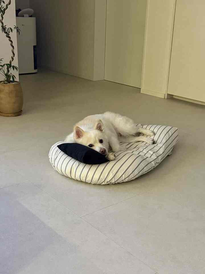 ベージュの色調の室内空間に、中央に犬がくつろぐストライプのペットベッドが配置された落ち着いた雰囲気のインテリア
