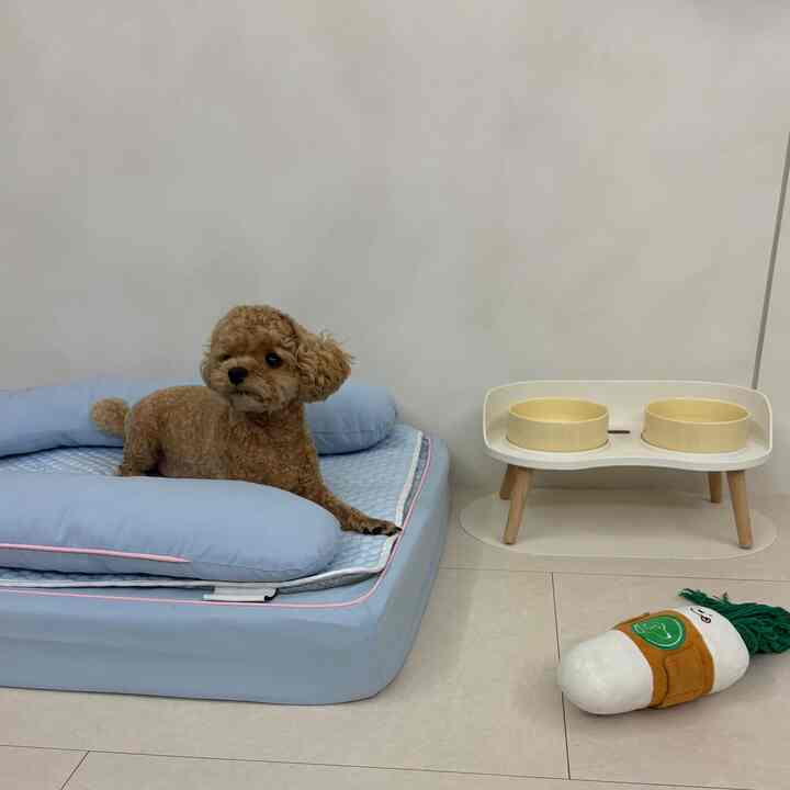 明るいベージュの壁と床、淡い青色のペットベッドの上に茶色のプードル犬が横たわり、隣にはダイニングテーブルのようなフードボウルセットとペット用おもちゃが置かれた空間