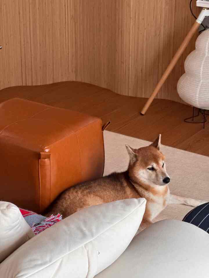 木目調の壁と床、茶色のレザーのスツールと犬がいる落ち着いたリビングの雰囲気