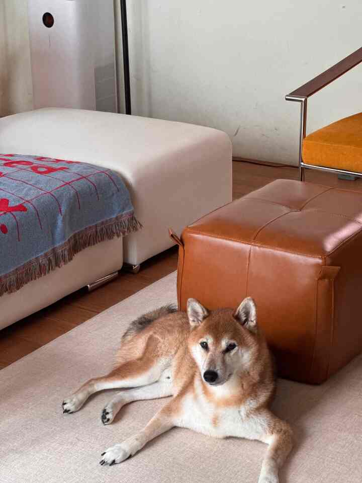 白と茶色のトーンのリビングルーム、レザーのスツールと白いスツール、床に寝そべる犬がいる雰囲気のあるインテリア