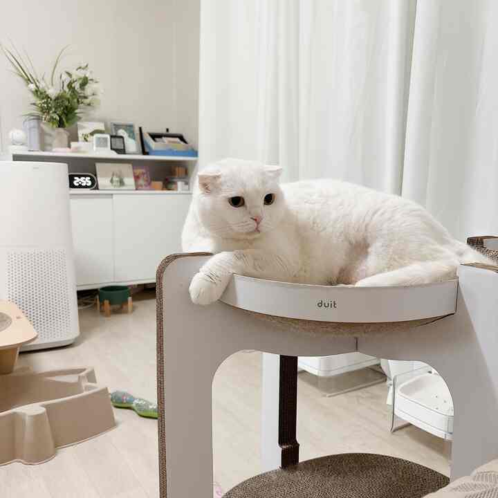   #고양이인테리어 